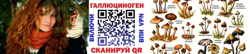 Псилоцибиновые грибы GOLDEN TEACHER  магазин продажи наркотиков  Бердск 